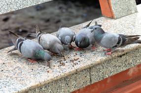 Colorful, cute and beautiful doves, eating meal