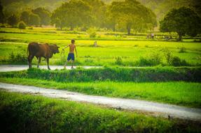 Child amd cow green grass