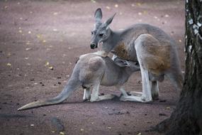 Kangaroo Animals Mammal