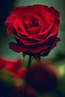 Close-up of the beautiful, blossoming, red rose flower, in the garden, at blurred background