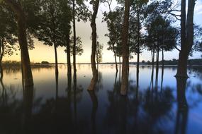 Sunset water Tree