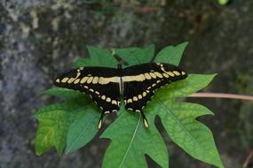 Close-up of the beautiful, patterned, dark and yellow butterfly on the plant, with the green leaves, in Thailand