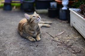 Tabby Cat outdoors