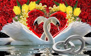 Love Heart Romantic swans card drawing