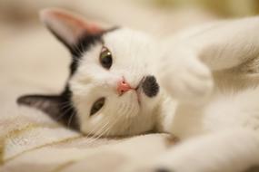 Cat Little White black