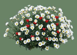 Marguerite Flowers red and white