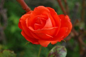 Romantic Red rose in garden