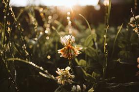 Flower in Nature at sunrise