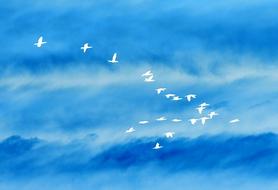 Beautiful painting with the beautiful, white birds, flying in the beautiful, blue sky with the clouds