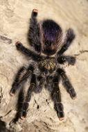 Tarantula hairy Spider