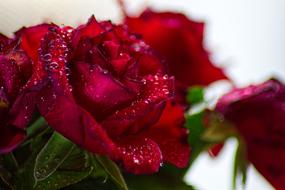 Raindrops on red Roses Gift