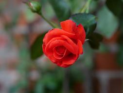 orange rose on a bush on a blurred background