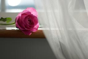 pink rose on a windowsill on a blurred background