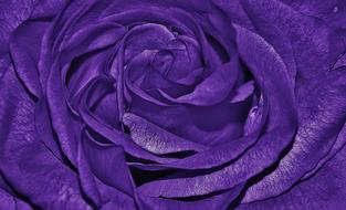 Purple Rose, macro, detail