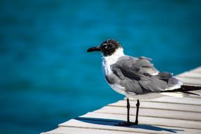 wild bird on the pier near the water on a blurred background