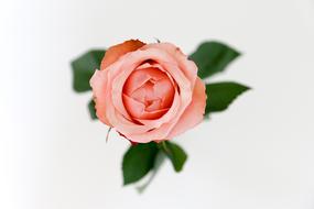 pale orange rose on white background