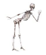 skeleton pose bones standing drawing