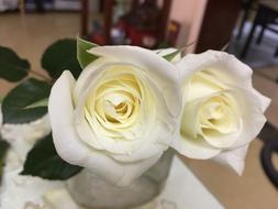 Close-up of the beautiful, blooming, white and yellow, gradient flowers with green leaves