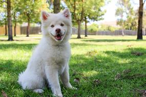 white dog in the park on a blurred background