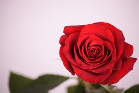 Rose Flower Petal red pink background