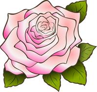 Beautiful drawing of the pink and purple rose flower with green leaves, at white background, on clipart