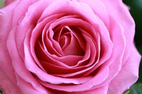 Rose Love Flower pink