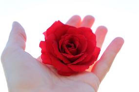 a red rose bud lies on the palm