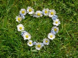 daisies on the grass in the shape of a heart