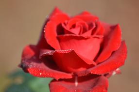 red rose in blurred background