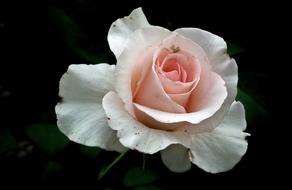 Flower Rose Petal white pink
