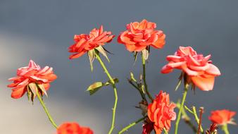 Red Roses Flowers blue background