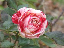Rose Flower Petal pink white