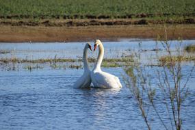 swans on the water as a symbol of unity