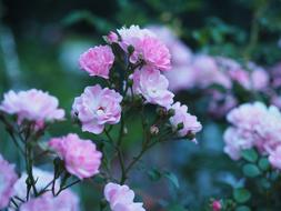 Rose Flower White pink garden