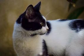 black and white cat looking into the distance