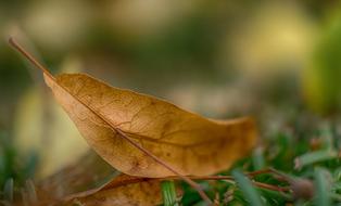 Macro dry leaf