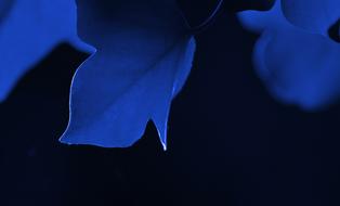 blue leaves on black background