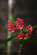 Crown-of-thorns, Red Flowers at blur background