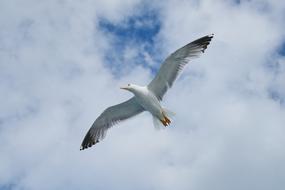 Seagull Bird Wing at flight