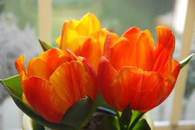 bouquet of orange tulips close up on blurred background