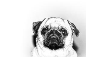 black and white picture of a pug