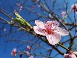 pink flower with buds on a tree on a sunny day