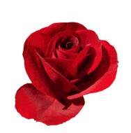 bud, red rose petals on white background