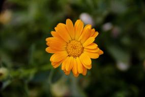 Calendula, pot marigold, Orange Flower