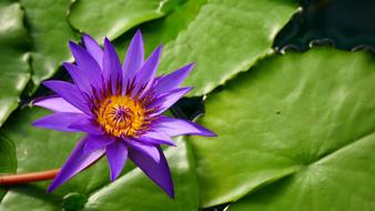 purple water lily with yellow center at green leaves