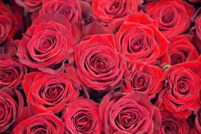 Roses Red pink Petals