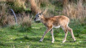 Muflon Cub Small green grass