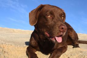 Pet Puppy sand sky