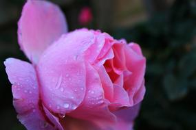 water drops on a delicate pink bud, close-up