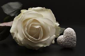 Close-up of the beautiful, white rose flower and patterned heart, among the darkness